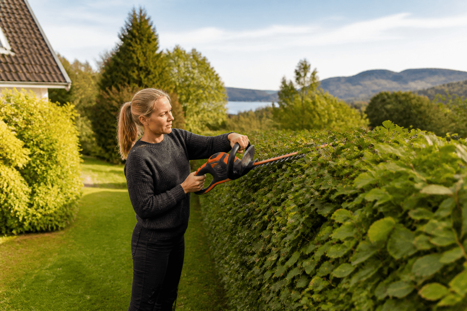 Grønn hekk klippes med hekksaks i norsk hage